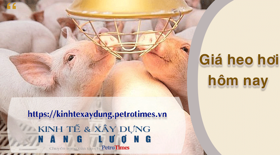 Giá heo hơi hôm nay 4/4: Đồng loạt đi ngang