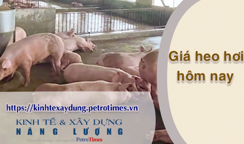 Giá heo hơi hôm nay 5/4: Ổn định trên cả nước