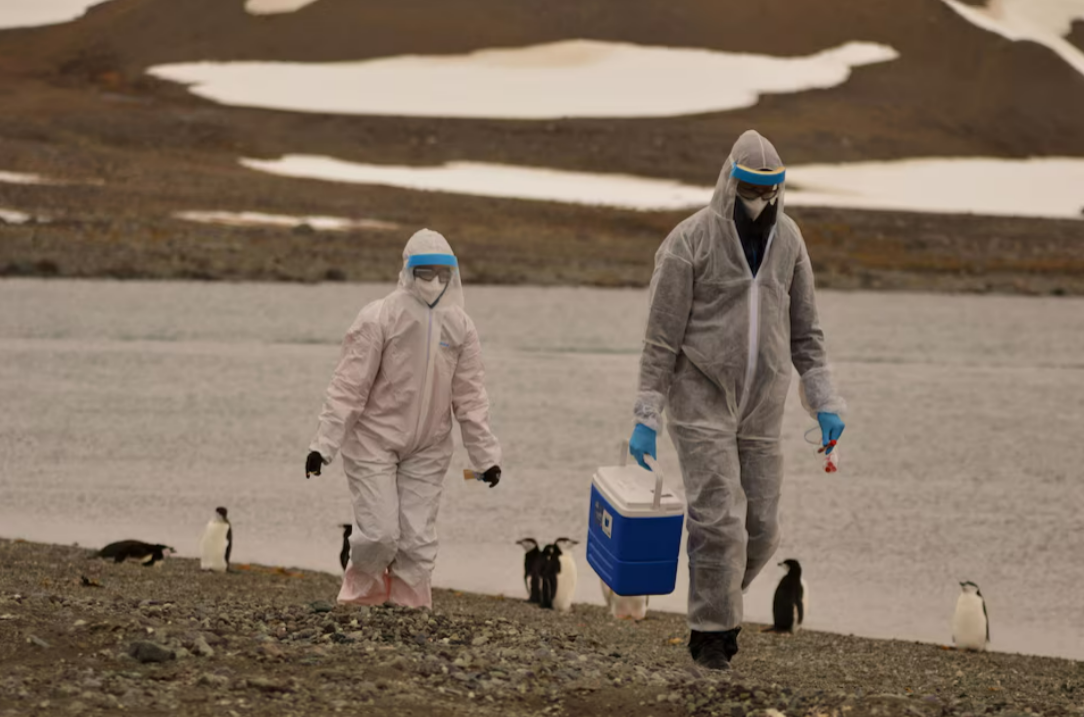 Hàng nghìn con chim cánh cụt Nam Cực chết vì cúm gia cầm?