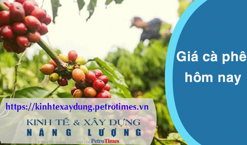 Giá cà phê hôm nay 7/4: Trong nước tiếp tục giảm nhẹ