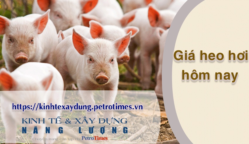 Giá heo hơi hôm nay 7/4: Miền Trung và miền Nam điều chỉnh trái chiều