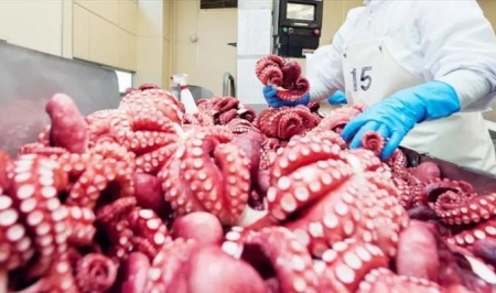 Hàn Quốc tiếp tục là thị trường nhập khẩu mực, bạch tuộc lớn nhất của Việt Nam