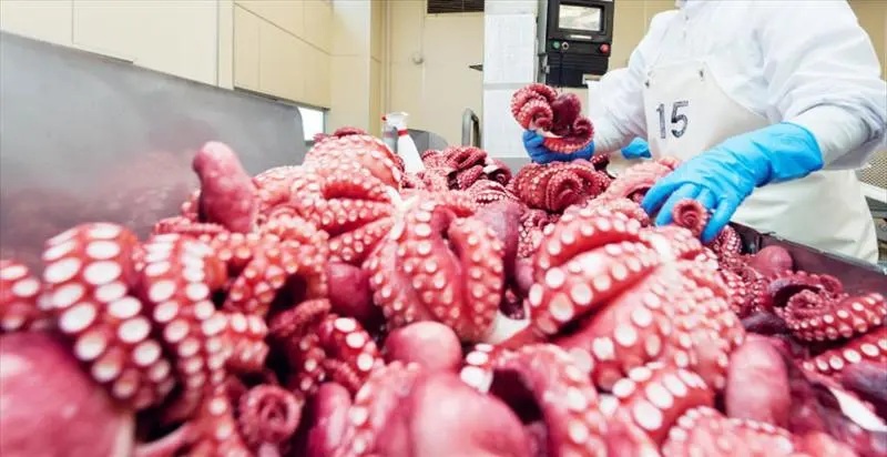 Hàn Quốc tiếp tục là thị trường nhập khẩu mực, bạch tuộc lớn nhất của Việt Nam