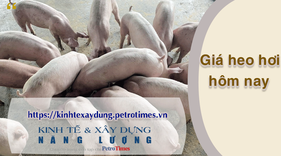 Giá heo hơi hôm nay 10/4: Lặng sóng trên cả 3 miền