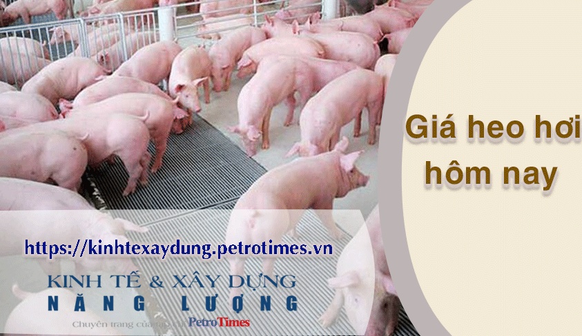 Giá heo hơi hôm nay 11/4: Biến động trái chiều tại miền Nam