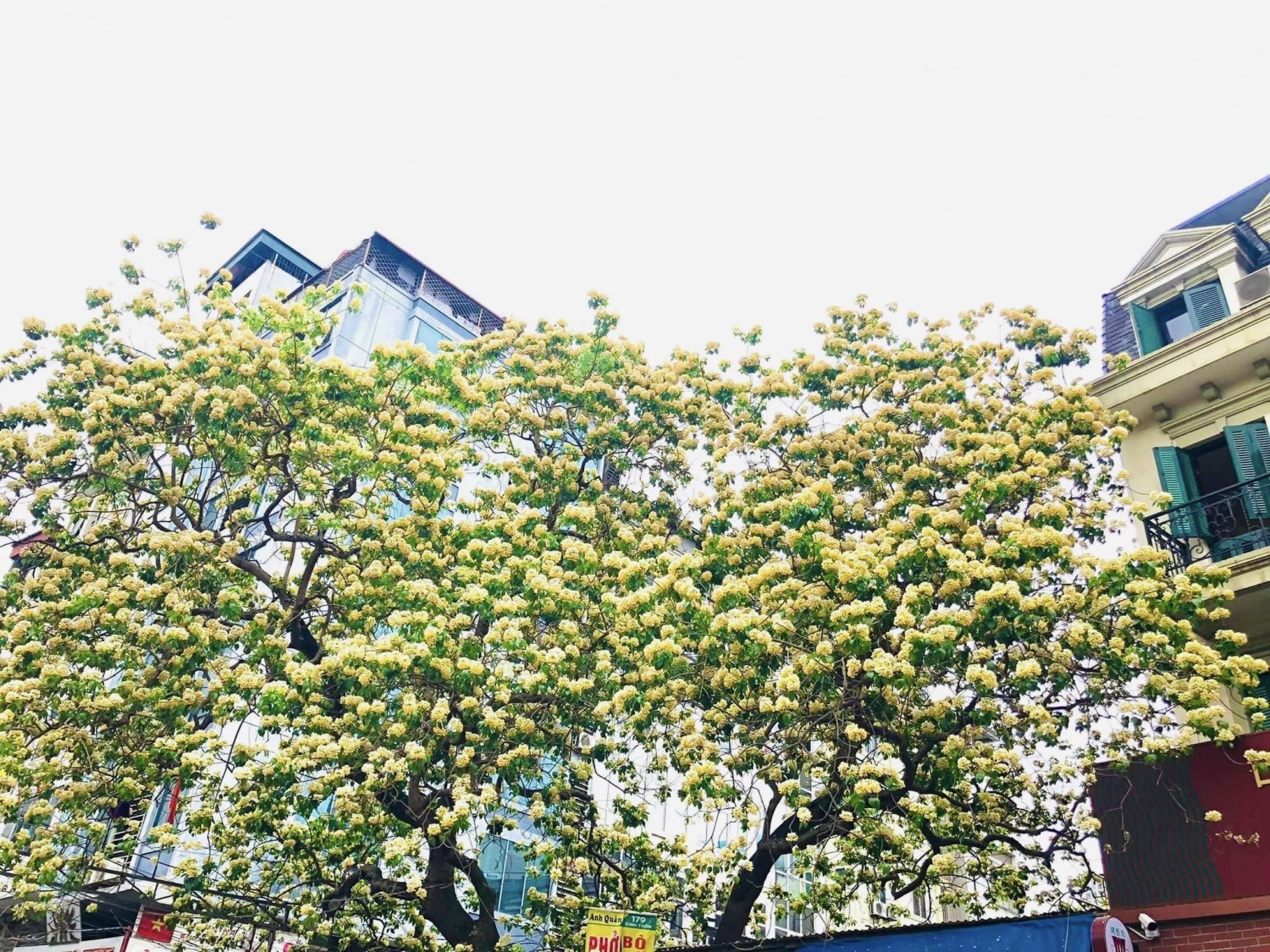 Chiêm ngưỡng cây hoa bún độc nhất ở Hà Nội đang rực rỡ khoe sắc