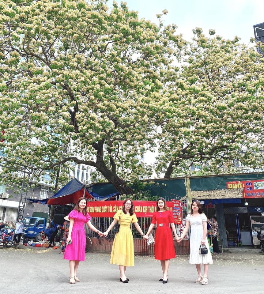 Chiêm ngưỡng cây hoa bún độc nhất ở Hà Nội đang rực rỡ khoe sắc