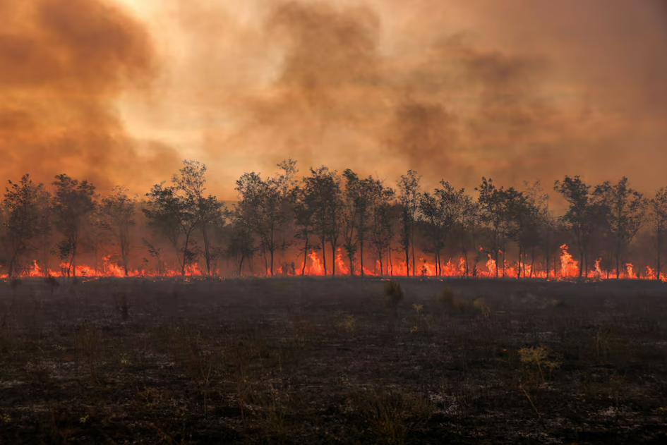 Cháy rừng ở châu Âu năm 2023 là đợt tồi tệ nhất thế kỷ