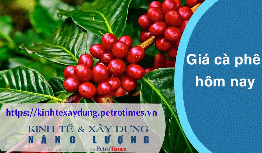 Giá cà phê hôm nay 12/4: Tiếp tục tăng mạnh, phá mốc 107.000 đồng