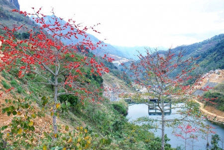Hoa mộc miên điểm tô sắc màu núi rừng biên cương Lào Cai