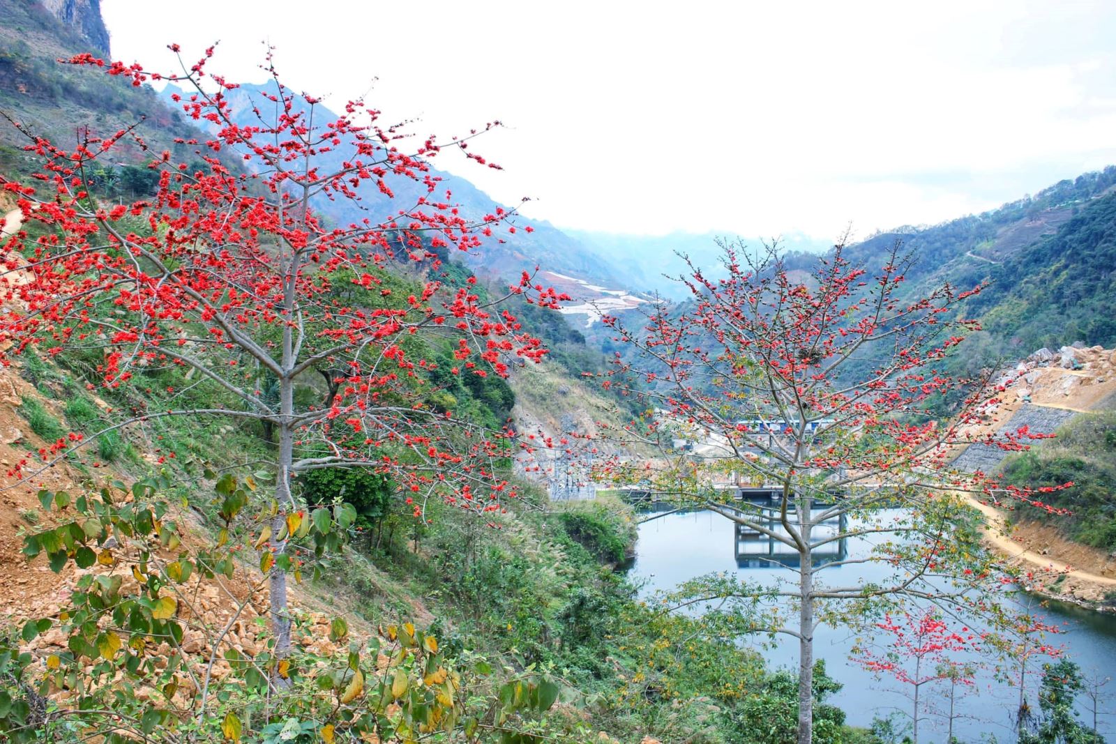 Hoa Mộc miên điểm tô sắc màu núi rừng biên cương Lào Cai