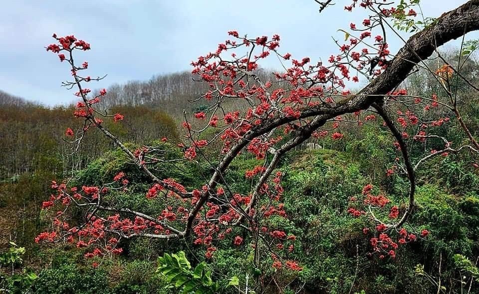 Hoa Mộc miên điểm tô sắc màu núi rừng biên cương Lào Cai