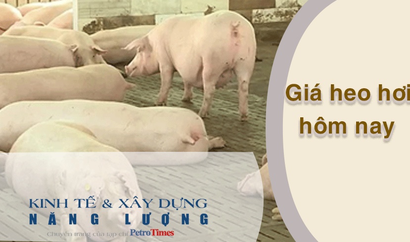 Giá heo hơi hôm nay 13/4: Tăng trở lại ở cả 3 miền