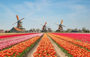 Lạc bước trên những cánh đồng hoa tulip ở Hà Lan