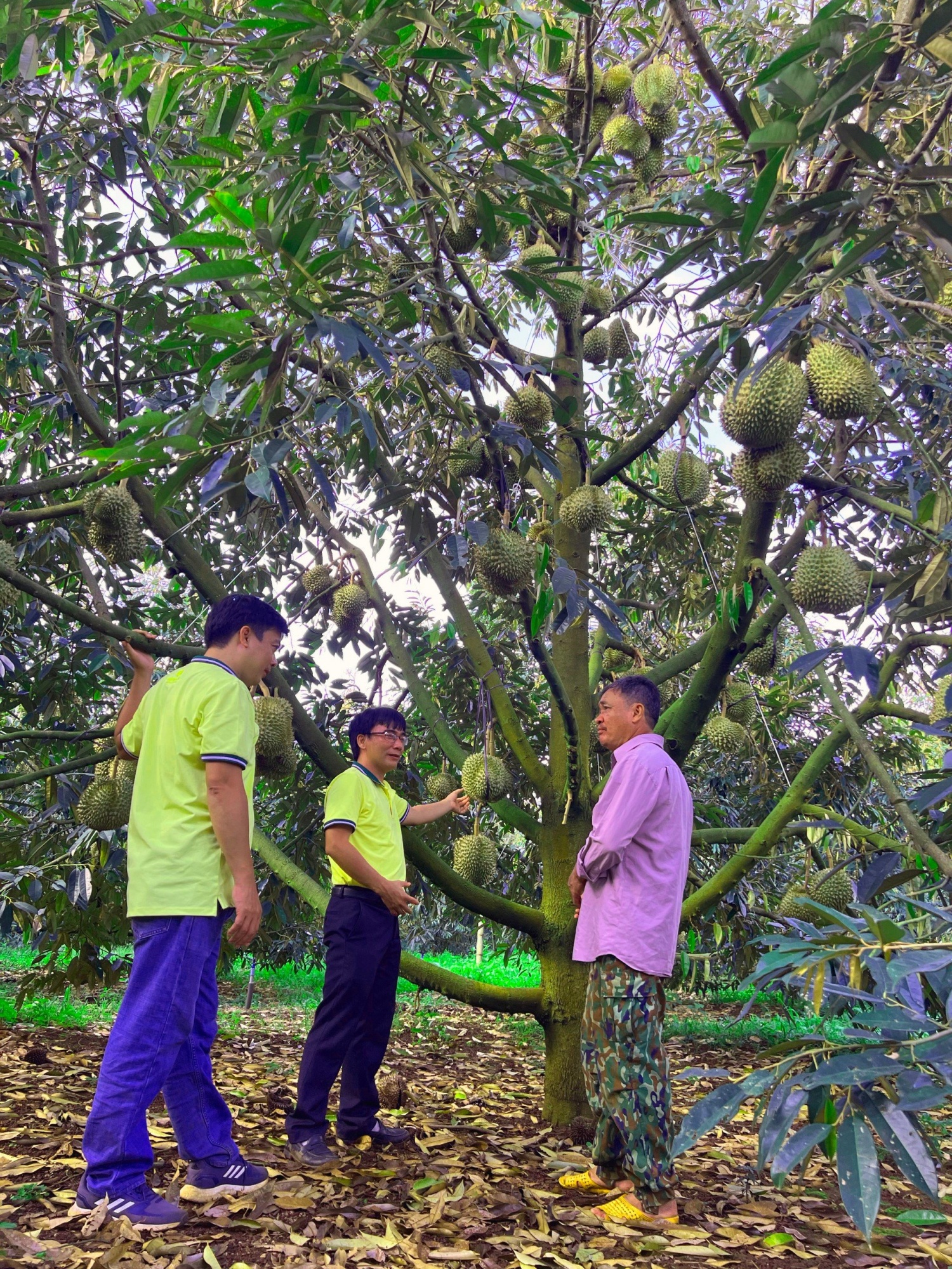 NPK Cà Mau công nghệ polyphosphate mang lại hiệu quả sâu, bền vững cho cây sầu riêng Tây Nguyên