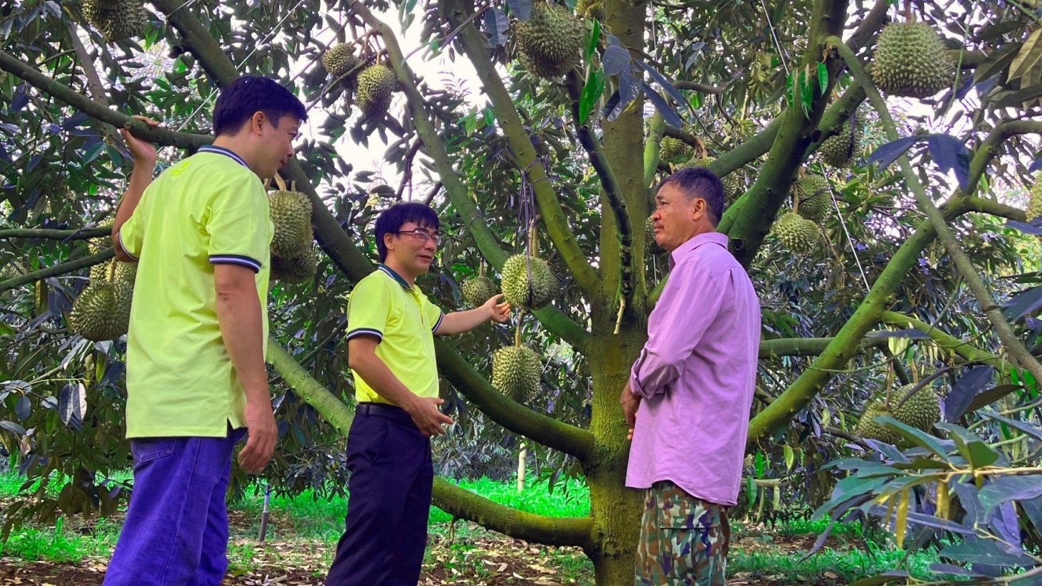NPK Cà Mau công nghệ polyphosphate mang lại hiệu quả sâu, bền vững cho cây sầu riêng Tây Nguyên