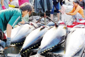 Xuất khẩu cá ngừ đối mặt nhiều thách thức