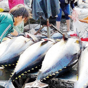 Xuất khẩu cá ngừ đối mặt nhiều thách thức