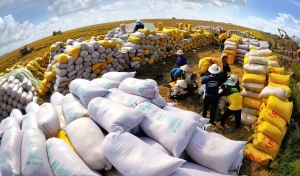 Sản xuất đảm bảo xuất khẩu 7,4 triệu tấn gạo
