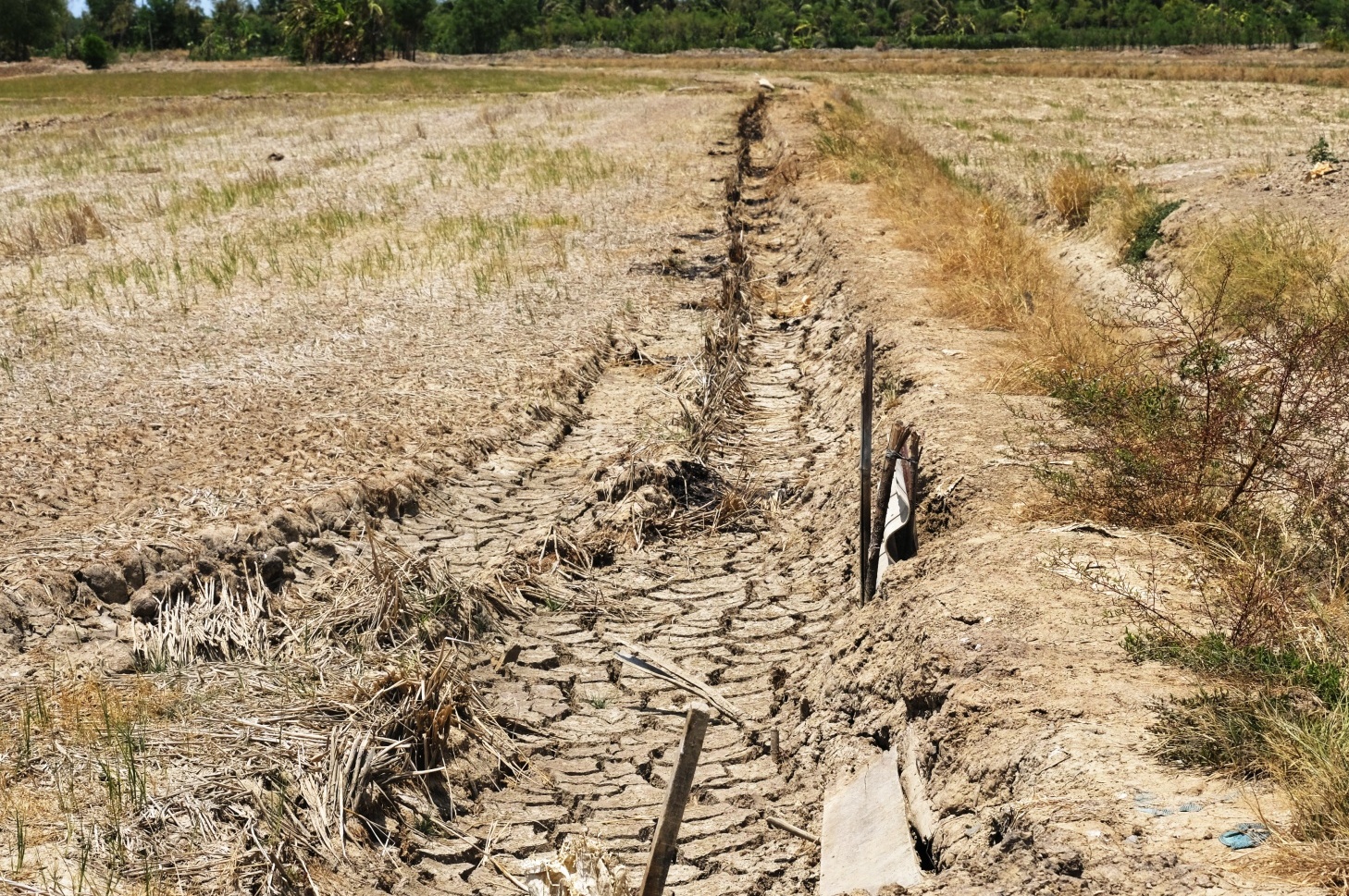 Hạn mặn hoành hành khiến đồng khô cỏ cháy, người dân "khát" nước