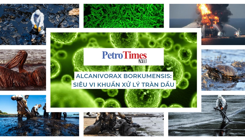 [PetroTimesMedia] Alcanivorax Borkumensis: Siêu vi khuẩn xử lý tràn dầu