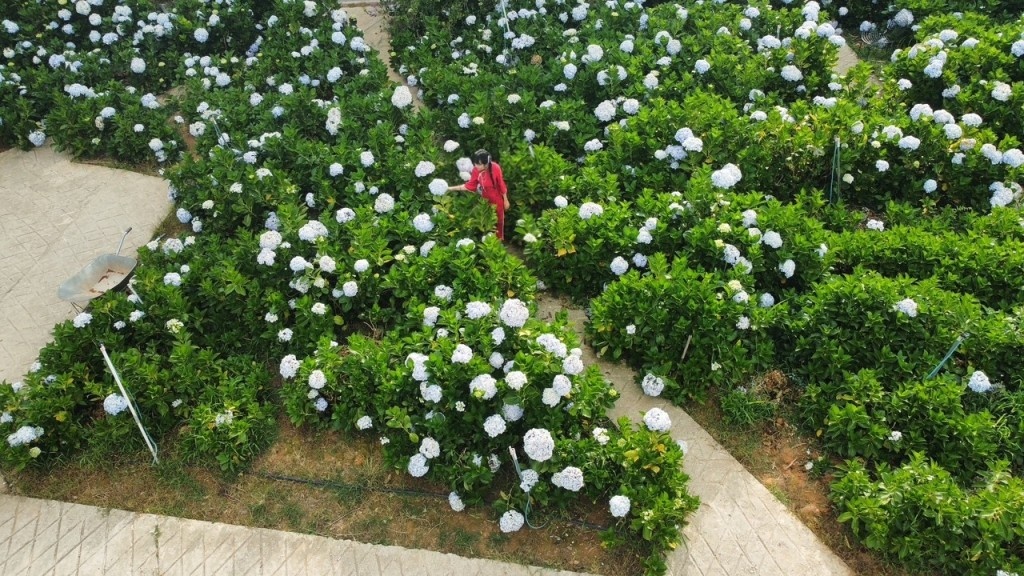 Rực rỡ sắc hoa cẩm tú cầu ở Đà Lạt