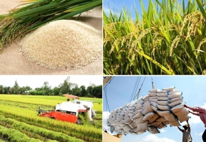 Tin tức kinh tế ngày 17/5: Sản lượng gạo toàn cầu dự báo đạt mức cao kỷ lục