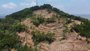 Thanh Hóa: Xử phạt Công ty AIT 325 triệu đồng do phá rừng tự nhiên