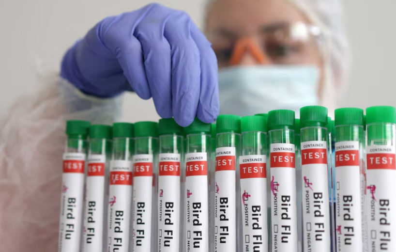 Úc báo cáo ca nhiễm cúm gia cầm đầu tiên ở người