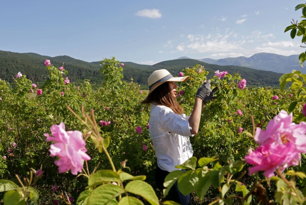 Biến đổi khí hậu khiến hoa hồng nở sớm ở Bulgaria