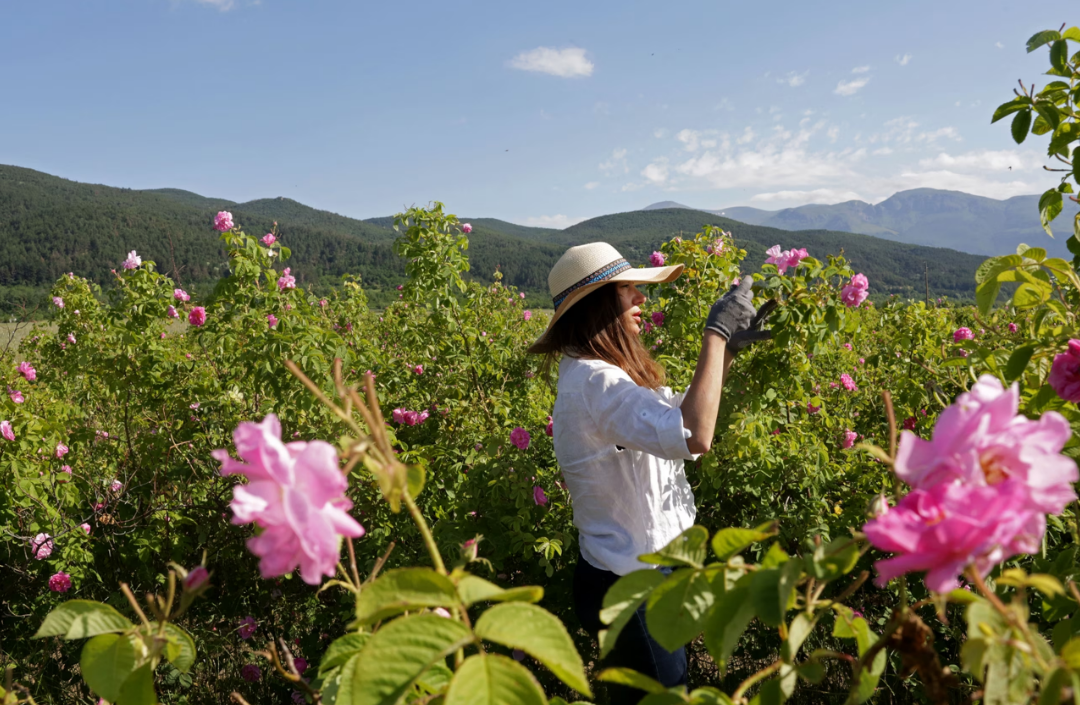Biến đổi khí hậu khiến hoa hồng nở sớm ở Bulgaria