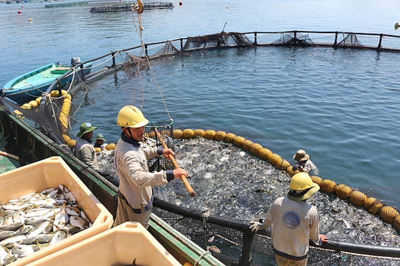 Nuôi biển - Trụ cột phát triển bền vững kinh tế thủy sản