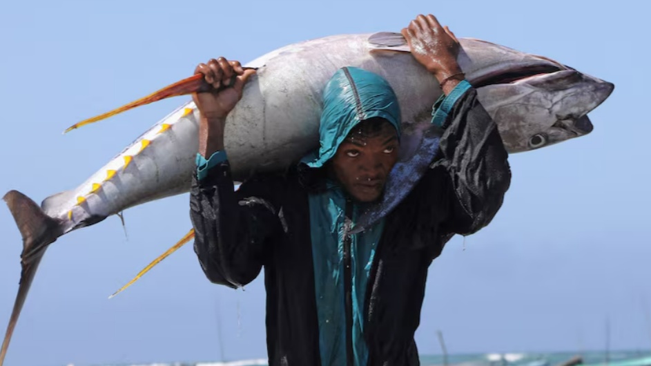 FAO: Nuôi trồng thủy sản trở thành nguồn cung cấp cá chính trên toàn cầu