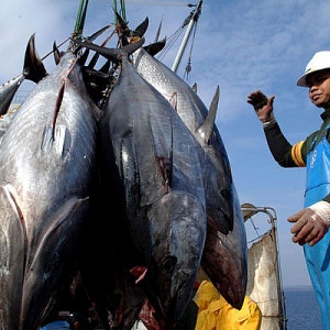 Mỹ tăng mạnh nhập khẩu cá ngừ đóng hộp từ Việt Nam