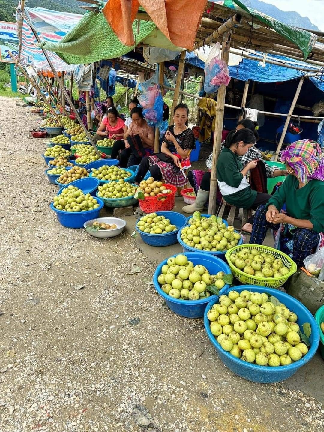 Trải nghiệm hái lê Tai Nung tại huyện Bát Xát - Lào Cai