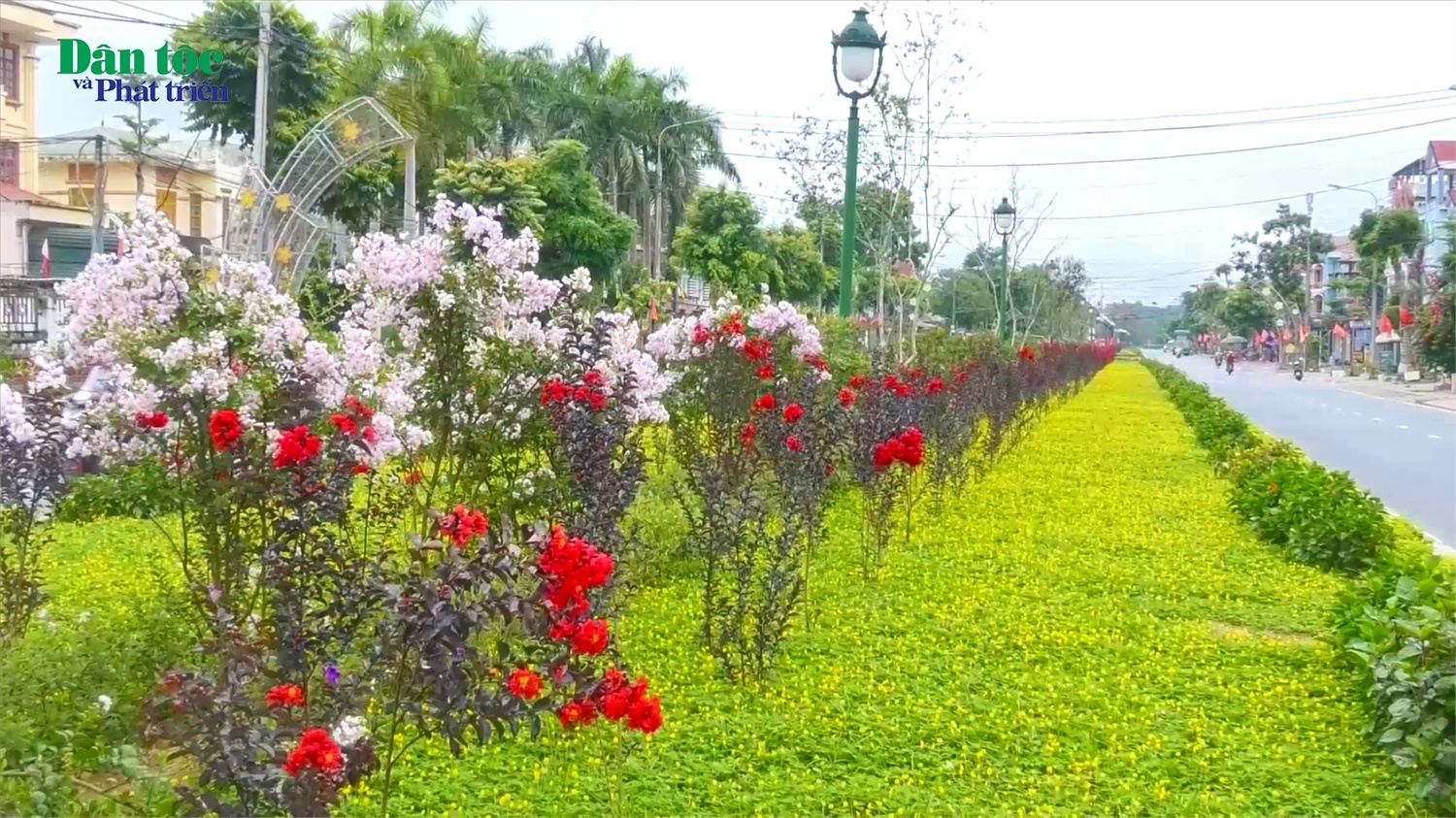 Quang Bình (Hà Giang) rực rỡ sắc hoa tường vi