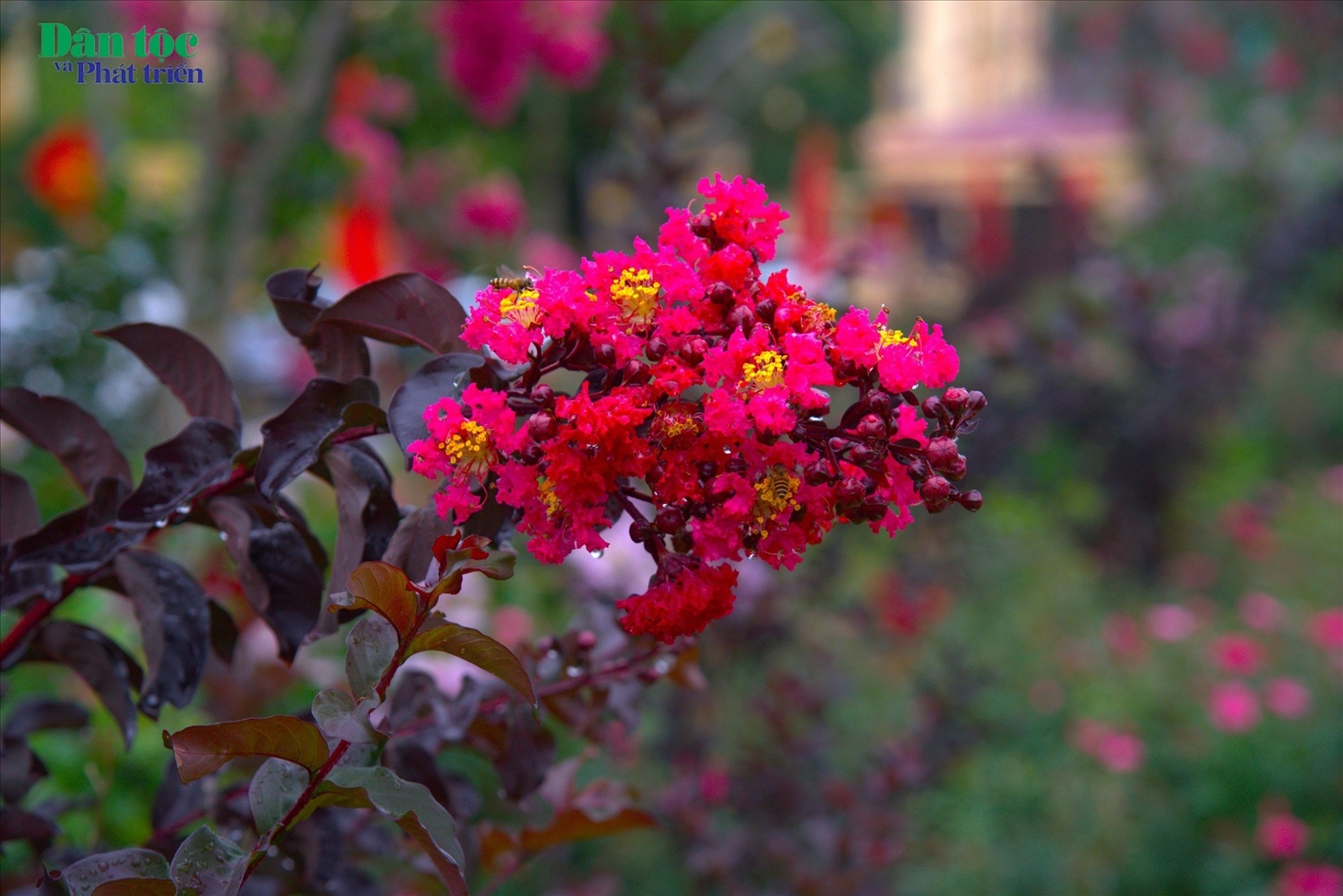 Quang Bình (Hà Giang) rực rỡ sắc hoa tường vi