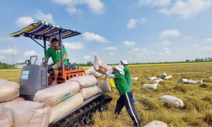 Tin tức kinh tế ngày 30/6: Xuất khẩu gạo mang về gần 3 tỷ USD
