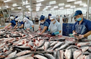 Khối lượng xuất khẩu cá tra đạt mức cao nhất trong 2 năm