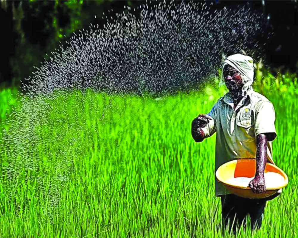 Ấn Độ: Các chuyên gia nông nghiệp kêu gọi chuyển trực tiếp trợ cấp phân bón cho nông dân