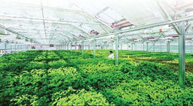 Khởi nghiệp nông nghiệp xanh: Hướng phát triển bền vững cho doanh nghiệp