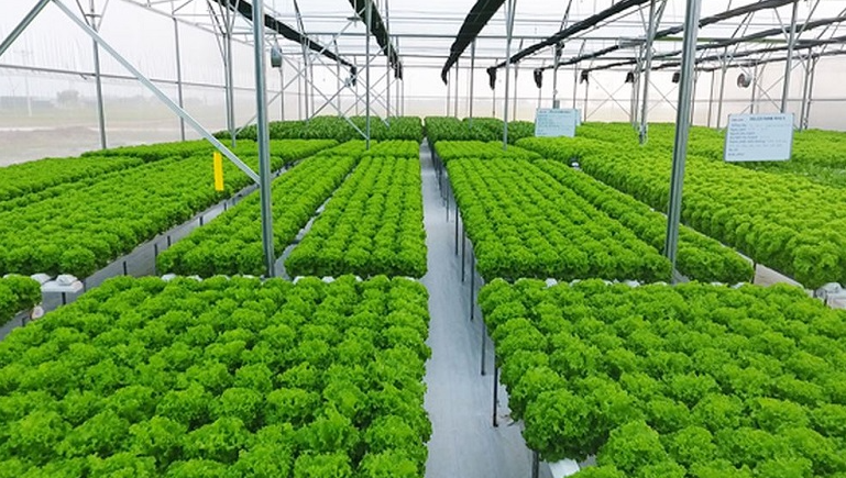 Khởi nghiệp nông nghiệp xanh: Hướng phát triển bền vững cho doanh nghiệp