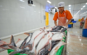 Cá tra Việt Nam chiếm một nửa thị phần tại UAE