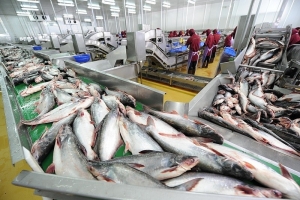 Xuất khẩu cá tra khởi sắc, nhắm mục tiêu 1,8 tỷ USD năm 2024