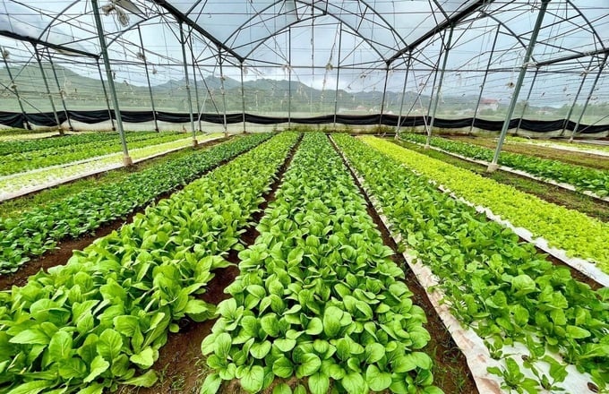 Thu hút đầu tư vào nông nghiệp xanh: Cần những cơ chế hỗ trợ đột phá