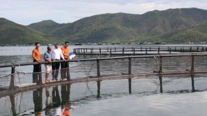Khánh Hòa: Thúc đẩy cho vay vốn nuôi biển công nghệ cao