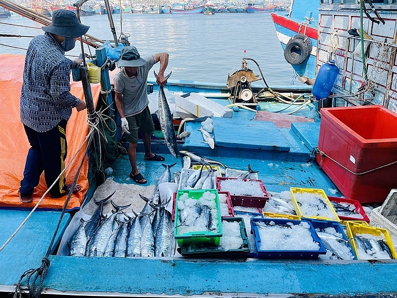 11 tỉnh, thành phố miền Trung phối hợp quản lý tàu cá, chống khai thác IUU