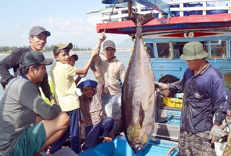 Phú Yên nỗ lực gỡ thẻ vàng và phát triển bền vững ngành thủy sản