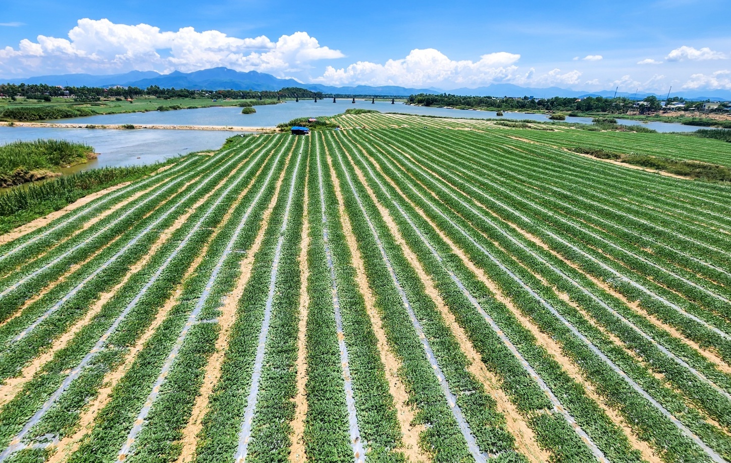 "Ăn ngủ cùng dưa" giữa dòng Trà Khúc