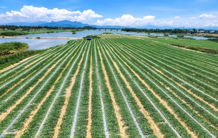 "Ăn ngủ cùng dưa" giữa dòng Trà Khúc